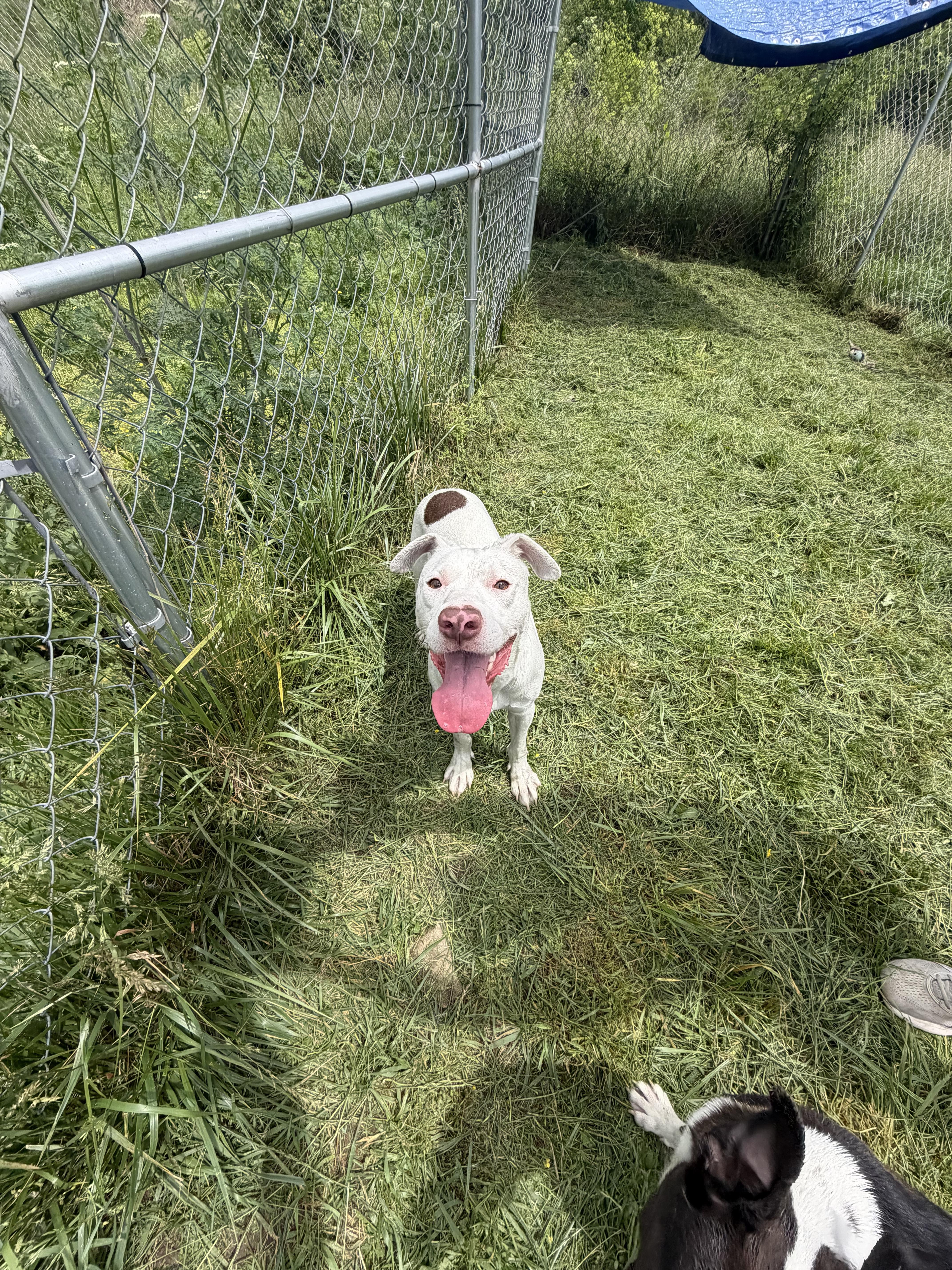 Enlarge Chomps, a Adoptable mixed breed in Downers Grove, IL image 4/4
