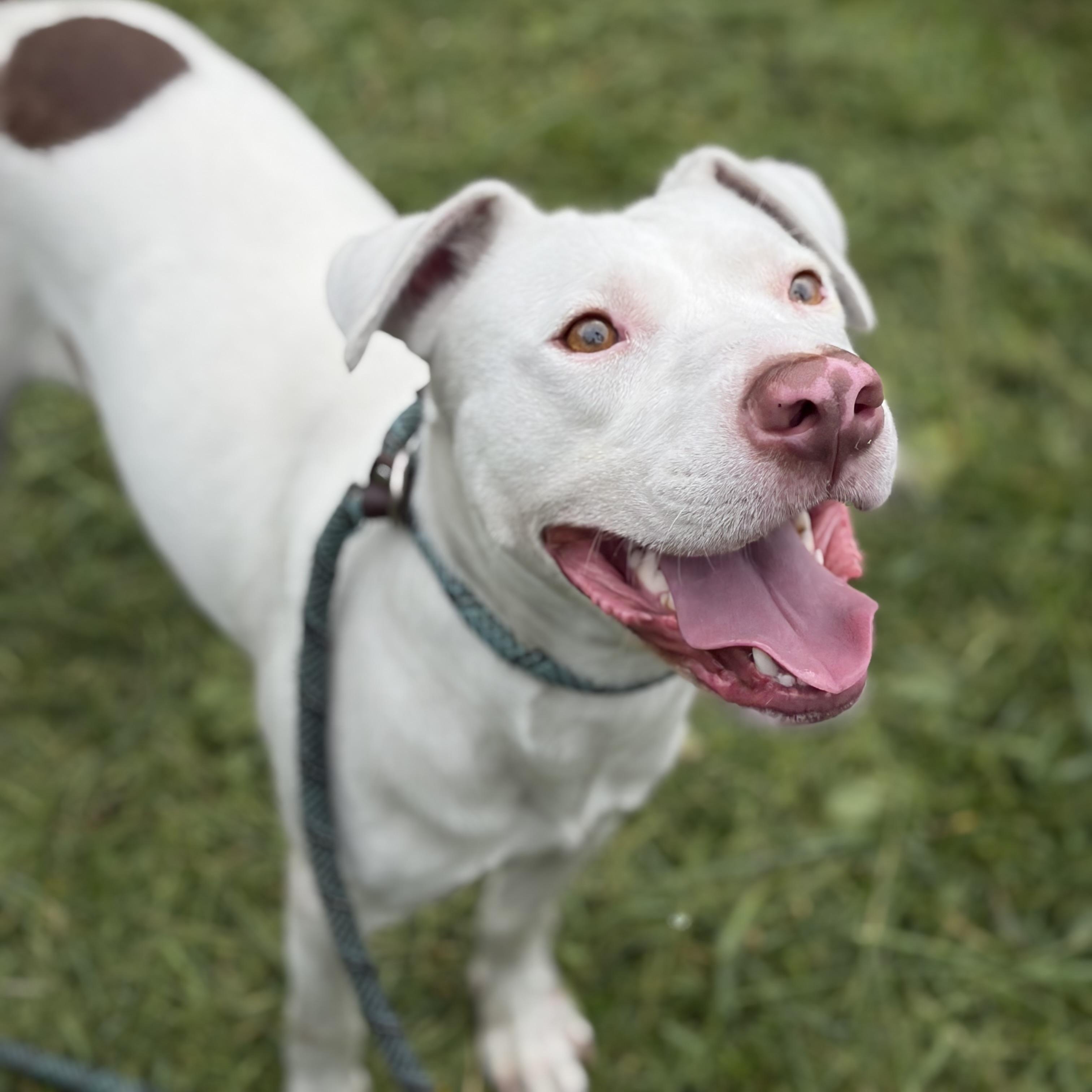 Enlarge Chomps, a Adoptable mixed breed in Downers Grove, IL image 1/4