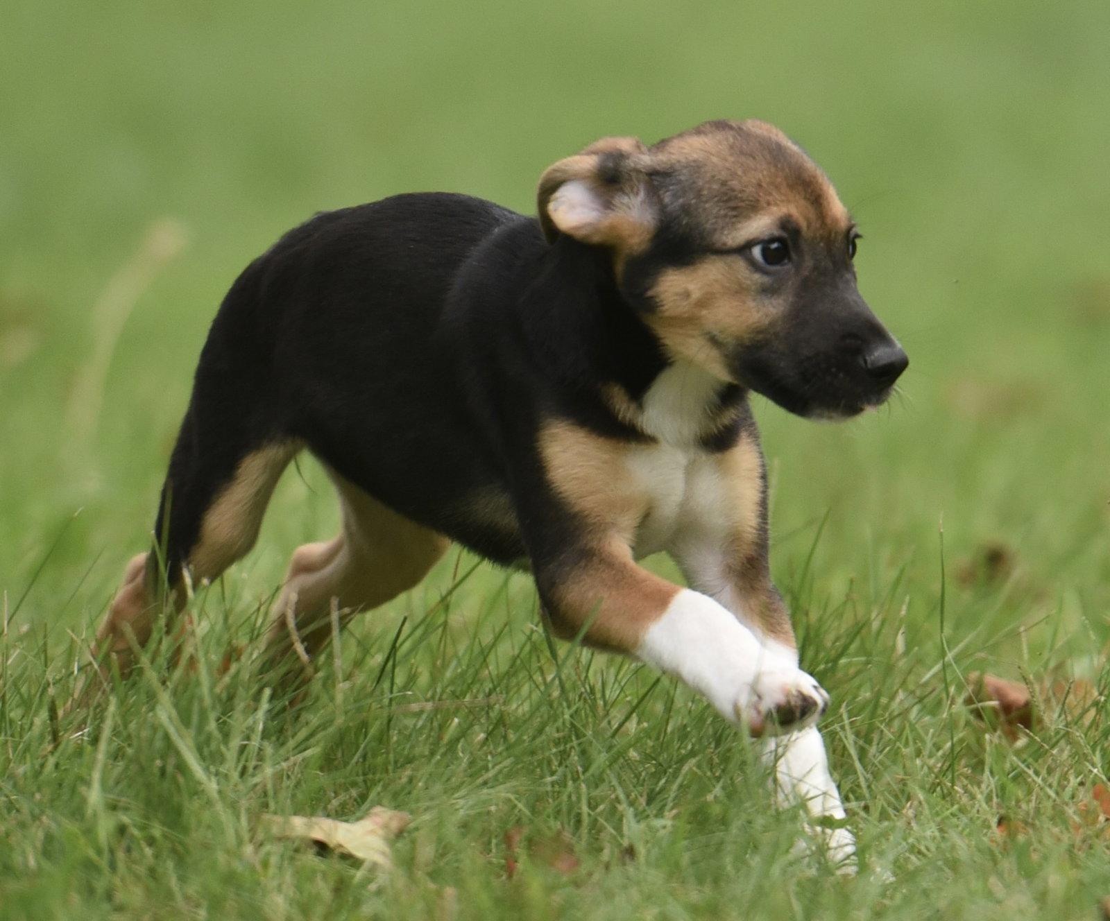 Enlarge Remi, a Adoptable mixed breed in Mechanicsburg, PA image 1/3