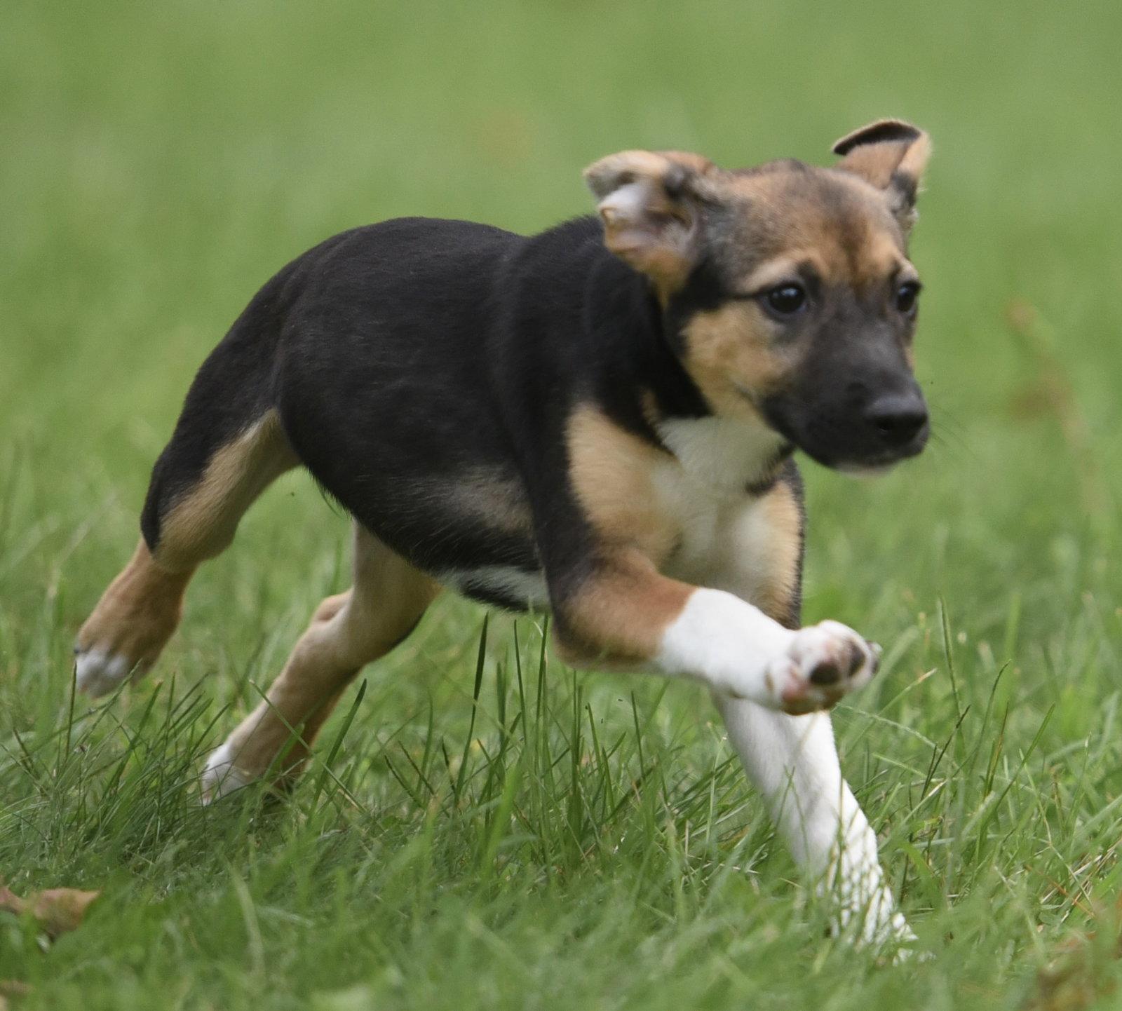 Enlarge Remi, a Adoptable mixed breed in Mechanicsburg, PA image 2/3