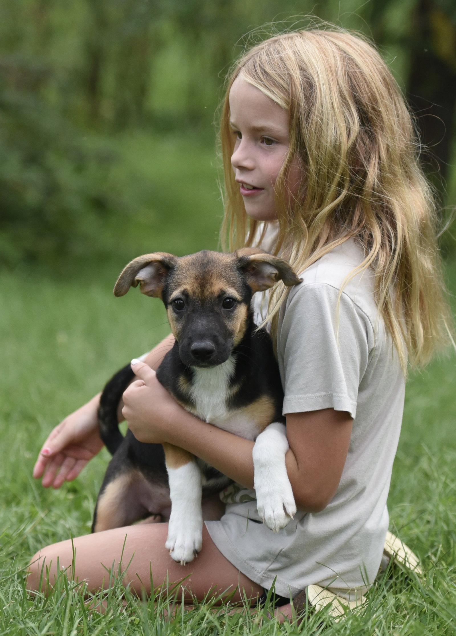 Enlarge Remi, a Adoptable mixed breed in Mechanicsburg, PA image 3/3