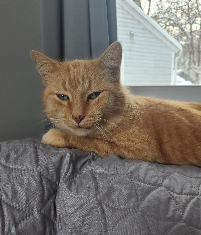 Hi-C, Adoptable, Adult Male Domestic Medium Hair.