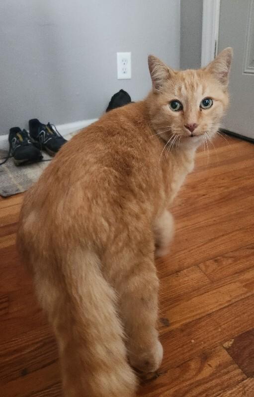 Hi-C, a Adoptable Domestic Medium Hair in Grand Rapids, MI image 2/6