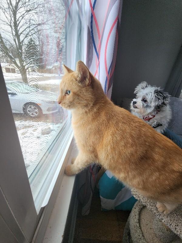 Hi-C, a Adoptable Domestic Medium Hair in Grand Rapids, MI image 3/6