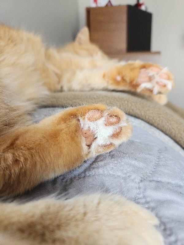 Hi-C, a Adoptable Domestic Medium Hair in Grand Rapids, MI image 4/6