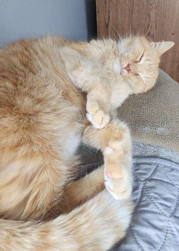 Hi-C, a Adoptable Domestic Medium Hair in Grand Rapids, MI image 5/6