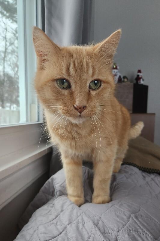 Hi-C, a Adoptable Domestic Medium Hair in Grand Rapids, MI image 6/6