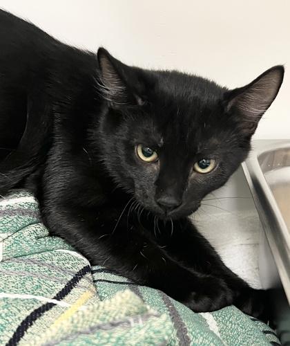 Enlarge Patchy the Pirate, a Adoptable Domestic Short Hair in Savannah, GA image 1/2