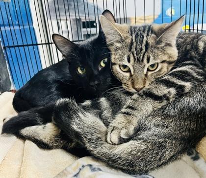 Patchy the Pirate, Adoptable, Kitten Male Domestic Short Hair & Domestic Short Hair.