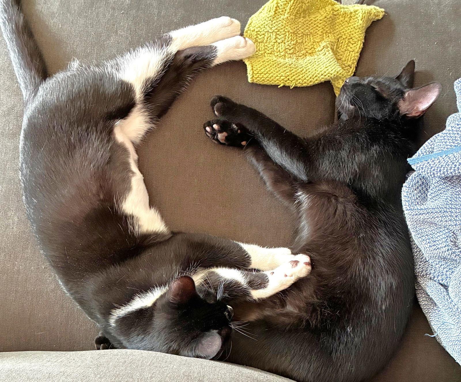 Enlarge Noir, a Adopted Domestic Short Hair in Shawnee, KS image 1/3