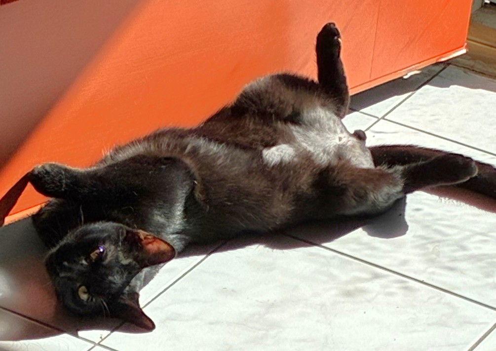 Enlarge Noir, a Adopted Domestic Short Hair in Shawnee, KS image 2/3