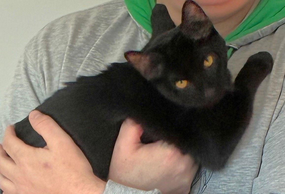 Enlarge Noir, a Adopted Domestic Short Hair in Shawnee, KS image 3/3