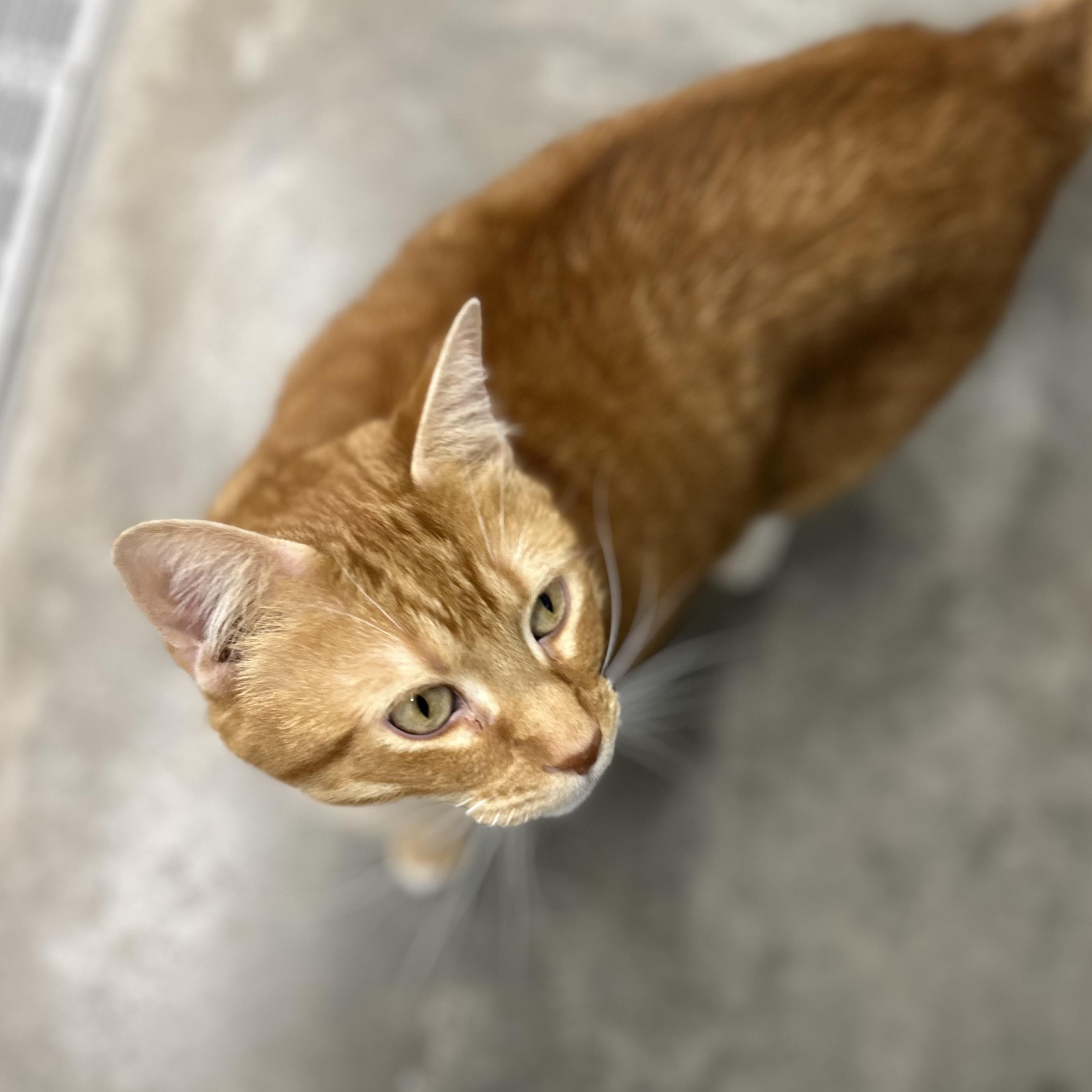 Enlarge Oden, a Adoptable Tiger in Wakefield, RI image 3/3