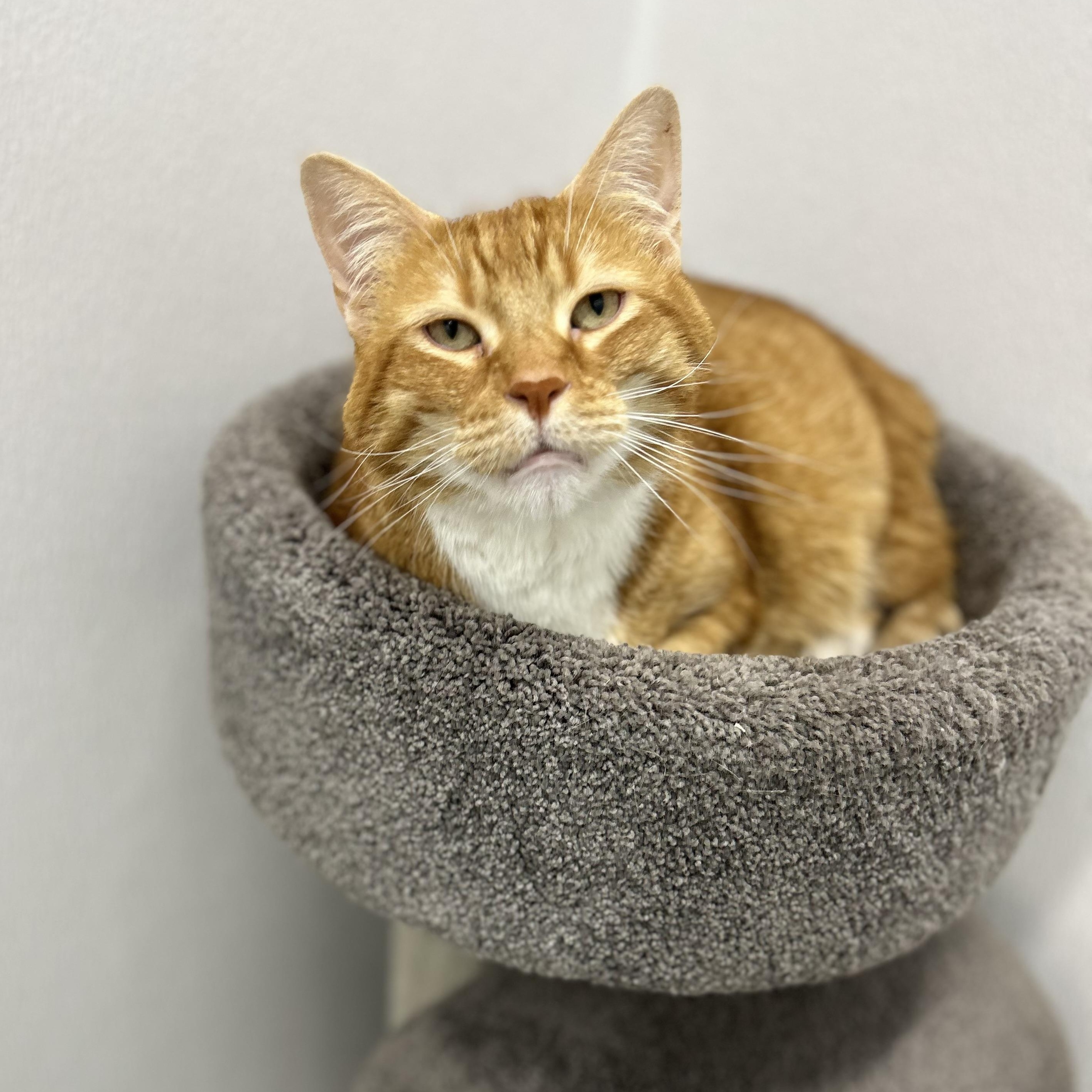Oden, Adoptable, Adult Male Tiger.