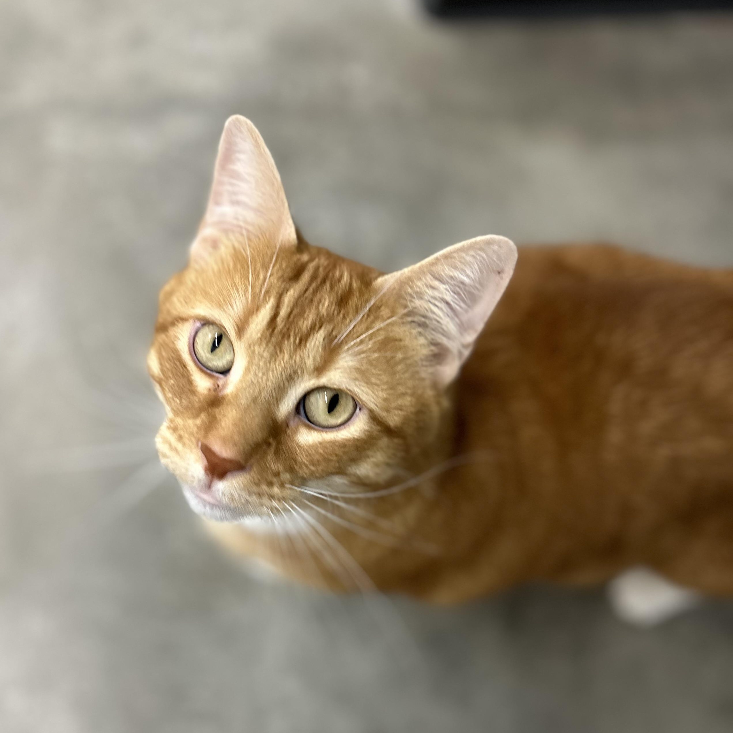 Enlarge Oden, a Adoptable Tiger in Wakefield, RI image 2/3