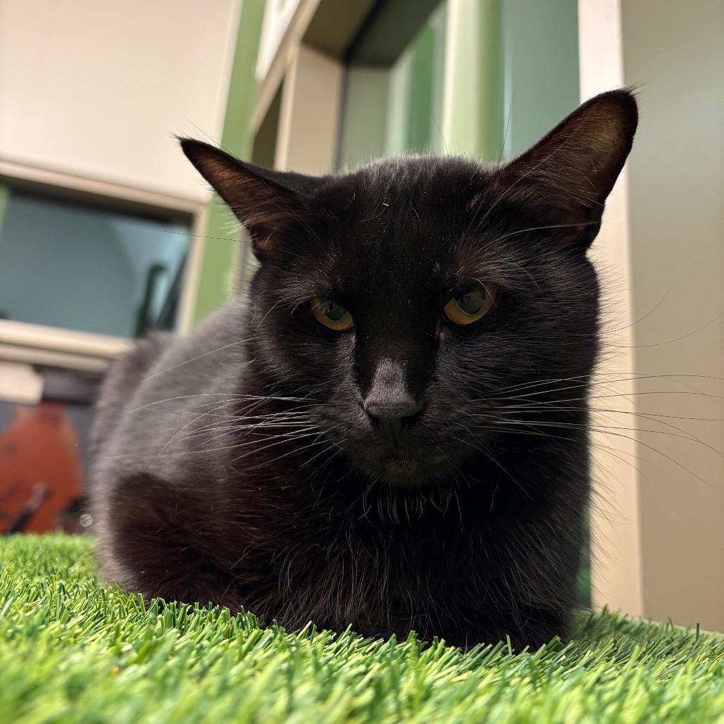 Enlarge Lalia, a Adoptable Domestic Short Hair in Bentonville, AR image 5/6