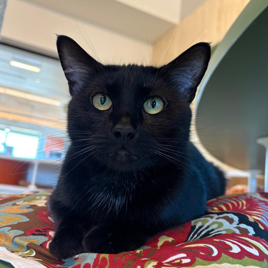 Enlarge Lalia, a Adoptable Domestic Short Hair in Bentonville, AR image 6/6