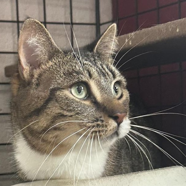 Enlarge McCoy, an adopted Domestic Short Hair in Caledon, ON image 2/4