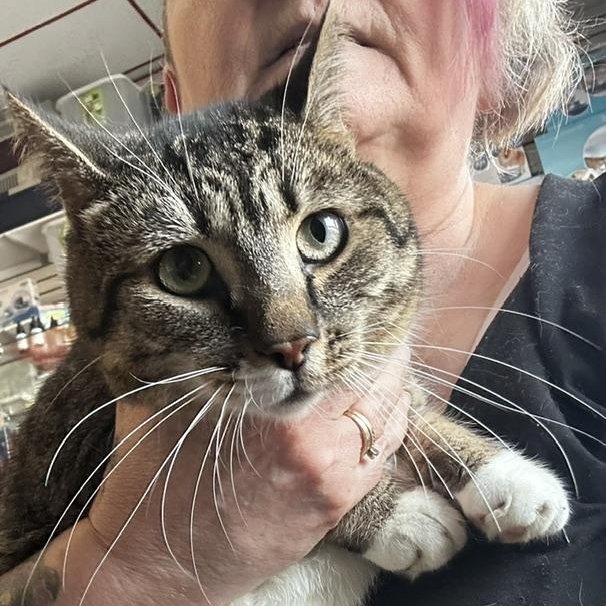 Enlarge McCoy, an adopted Domestic Short Hair in Caledon, ON image 1/4