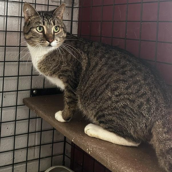 Enlarge McCoy, an adopted Domestic Short Hair in Caledon, ON image 4/4