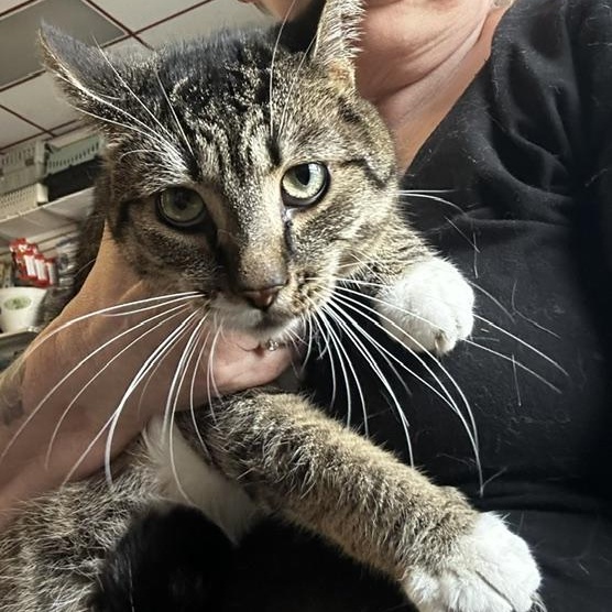 Enlarge McCoy, an adopted Domestic Short Hair in Caledon, ON image 3/4