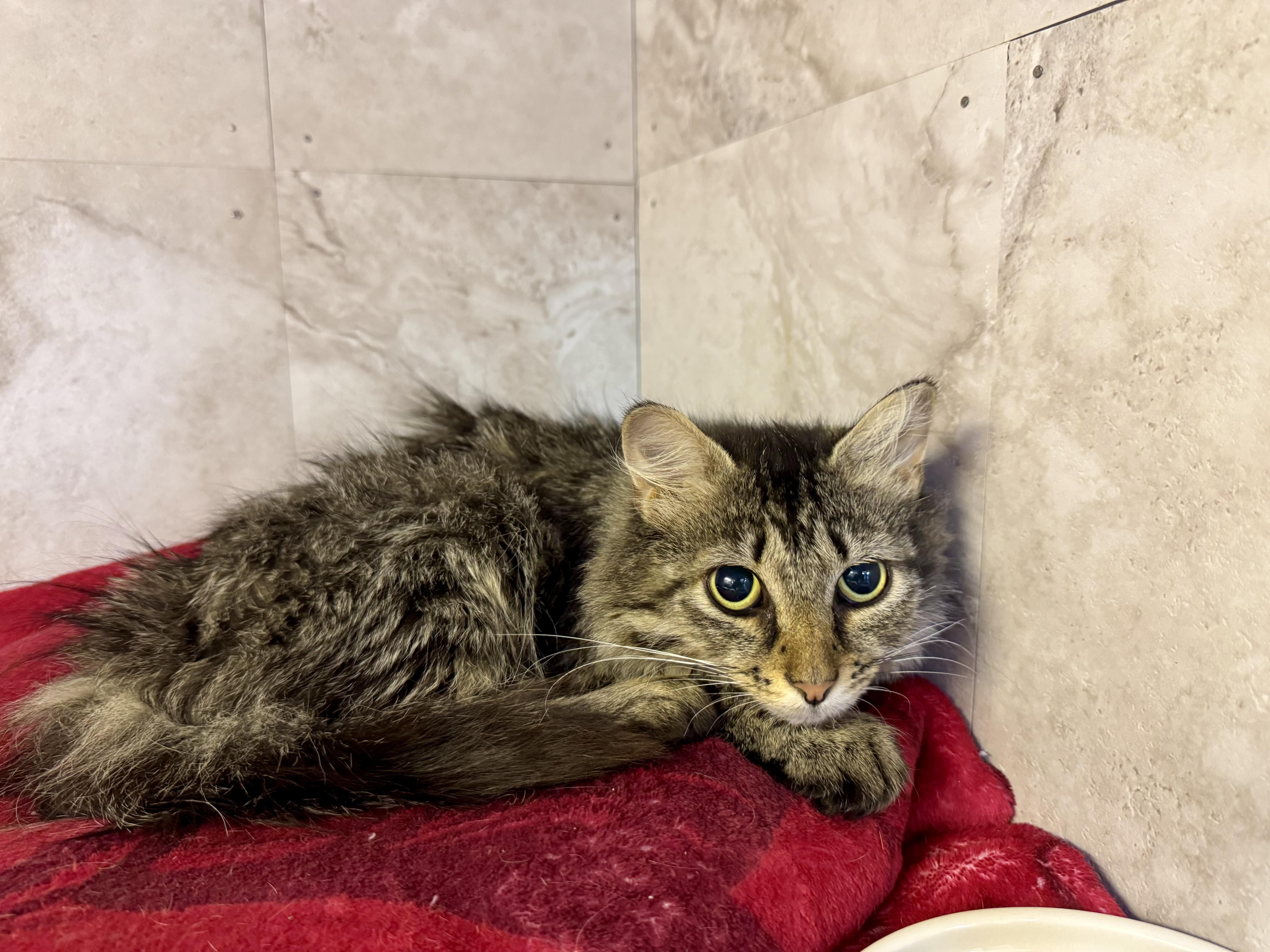 Enlarge Twix, a Adoptable Domestic Long Hair in Wasilla, AK image 1/1