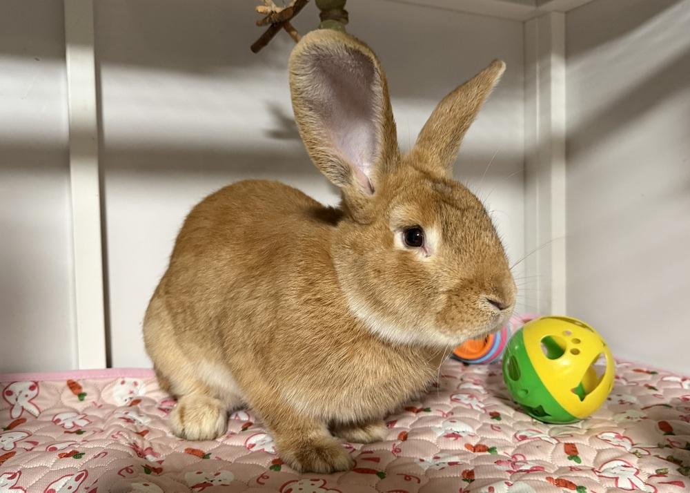 Clifford, Adoptable, Adult Male New Zealand.