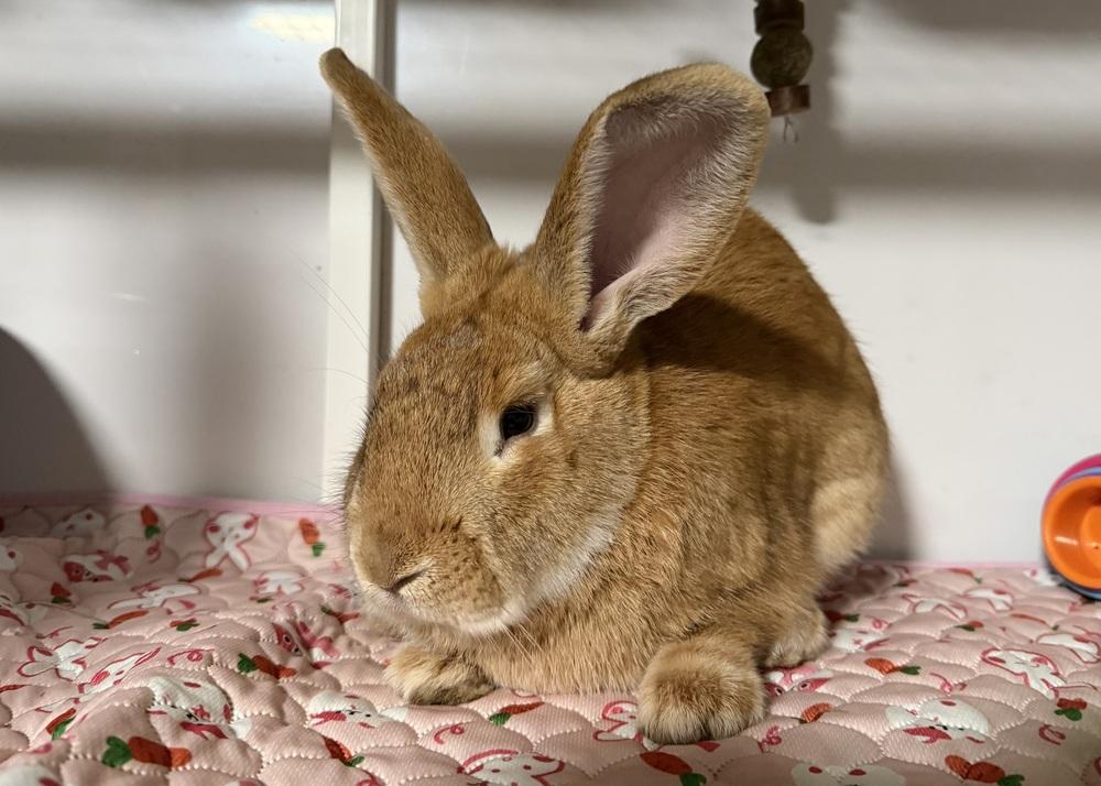 Enlarge Clifford, a Adoptable New Zealand in Westford, MA image 2/2