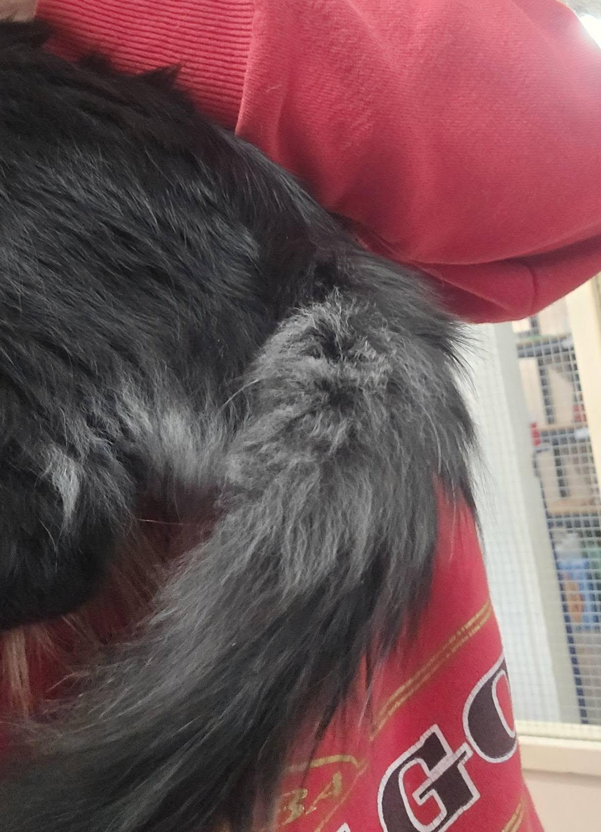 Enlarge Bentley, a Adopted Domestic Medium Hair in Prineville, OR image 2/2