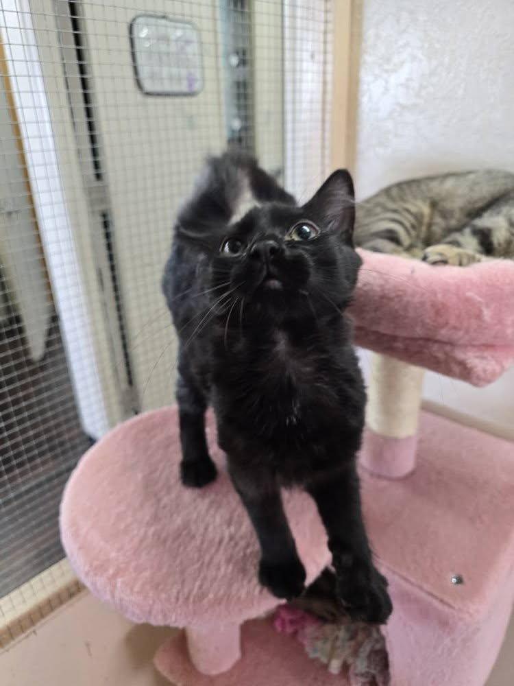 Bentley, Adopted, Adult Male Domestic Medium Hair.