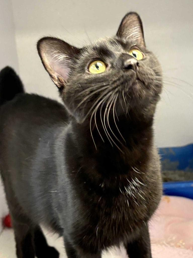 Enlarge Cinnabon Delight, a Adoptable mixed breed in New Kensington, PA image 2/6