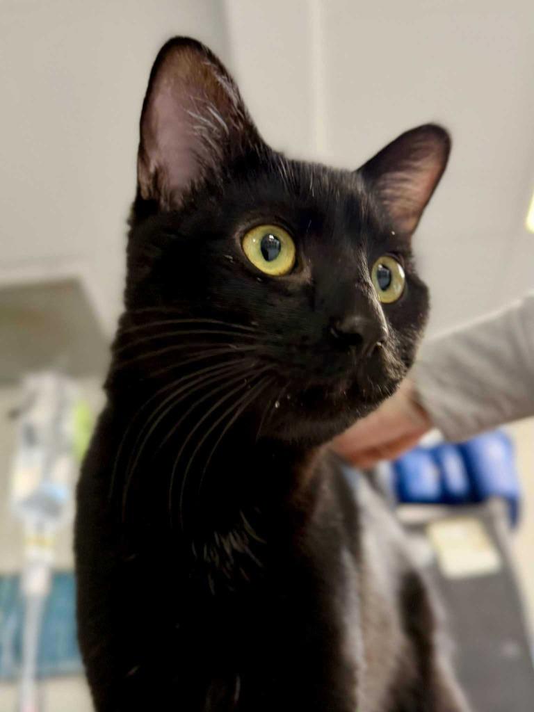 Enlarge Cinnabon Delight, a Adoptable mixed breed in New Kensington, PA image 6/6