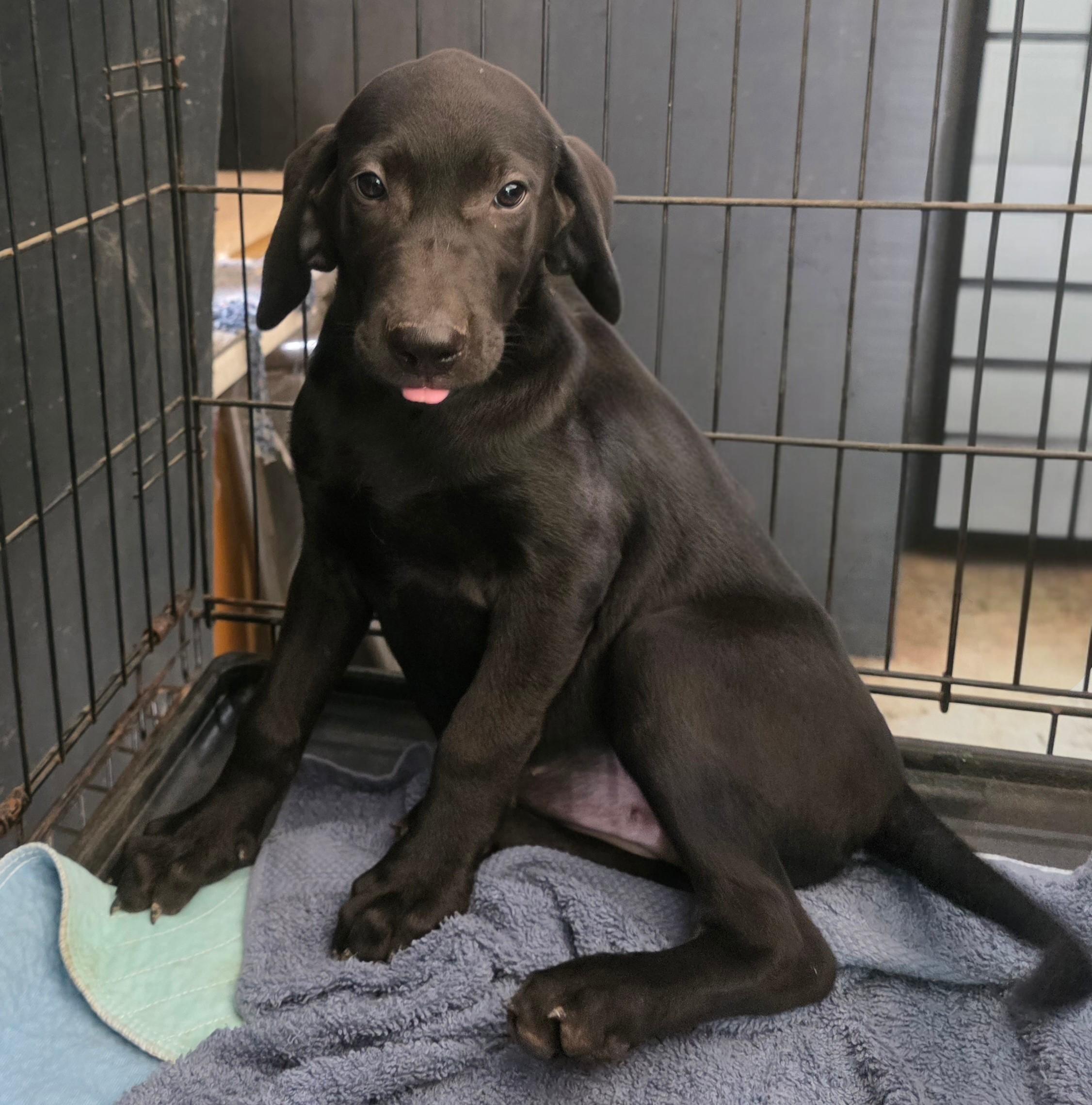 Enlarge Luna, a ADOPTABLE mixed breed in Grant, AL image 3/4