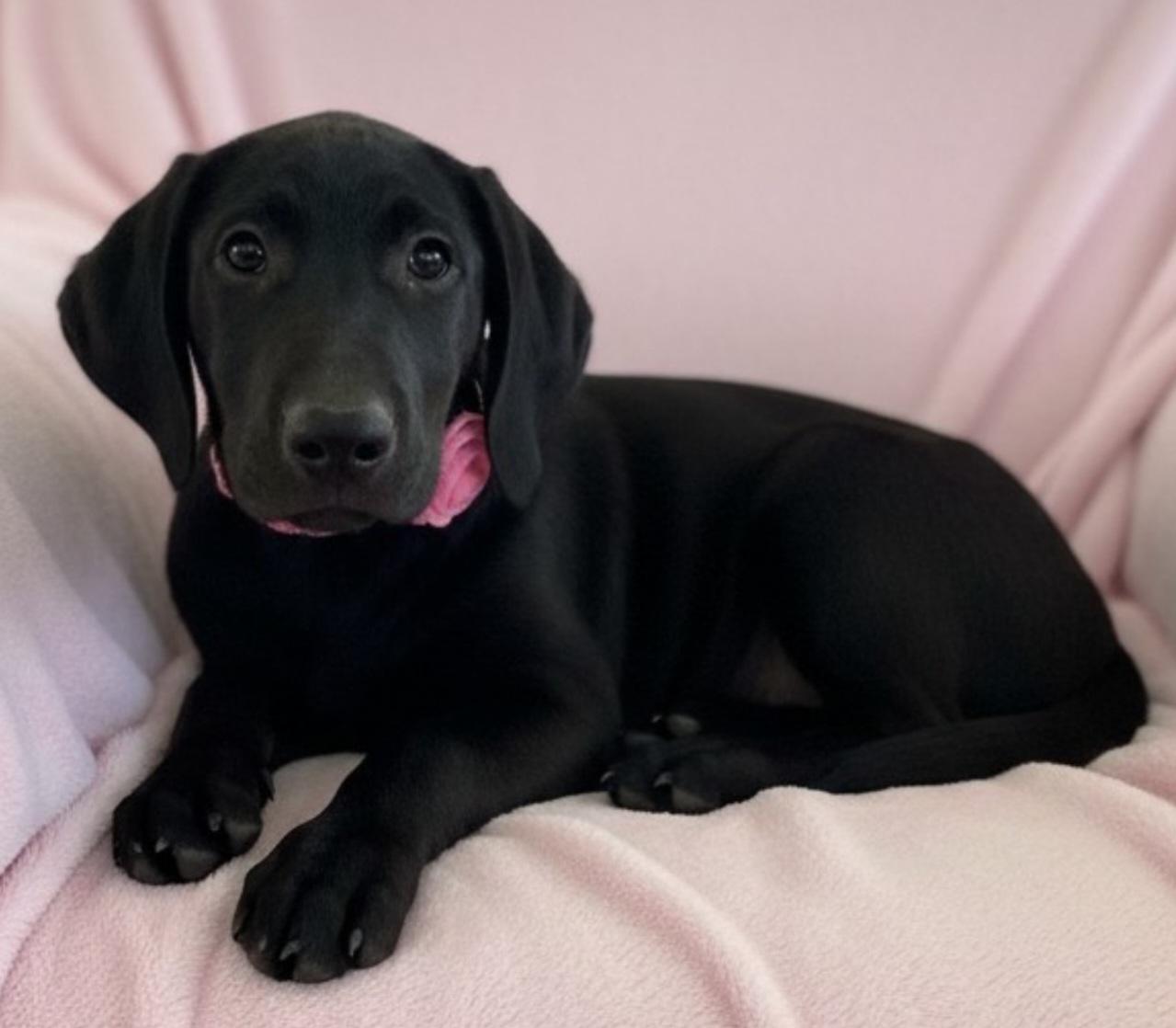 Luna, ADOPTABLE, Puppy Female Labrador Retriever.