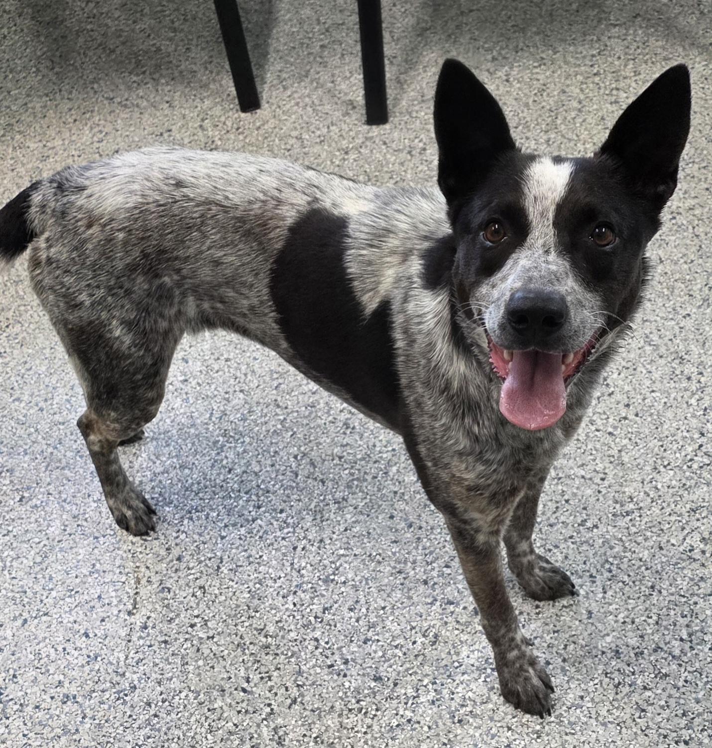 Anna, ADOPTABLE, Young Female Australian Cattle Dog / Blue Heeler.