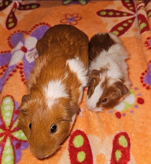 Enlarge Dove & Cheesecake, a Adoptable Guinea Pig in Amherst, NY image 1/1