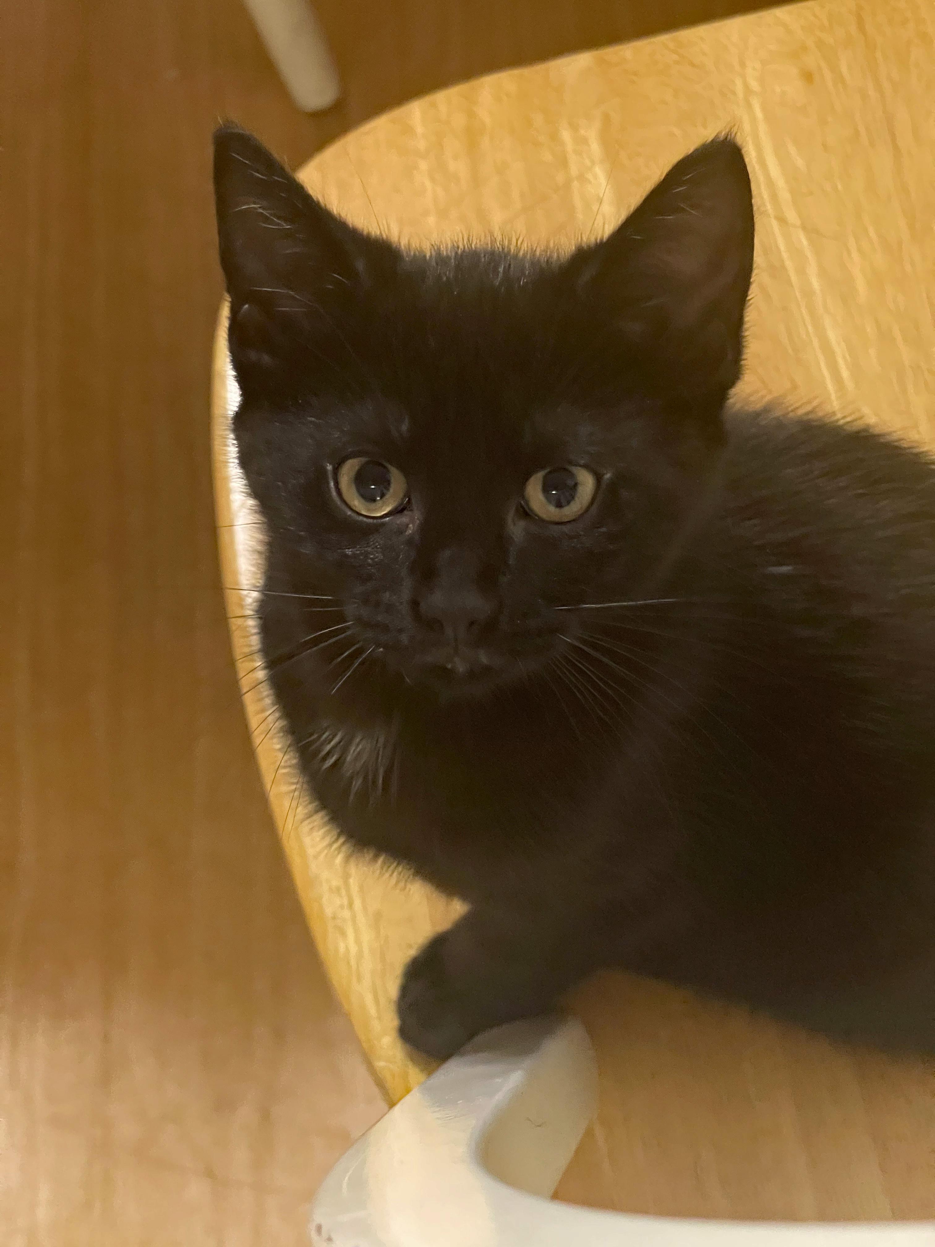 Jett (Community Assist), adopted, Kitten Male Domestic Short Hair.