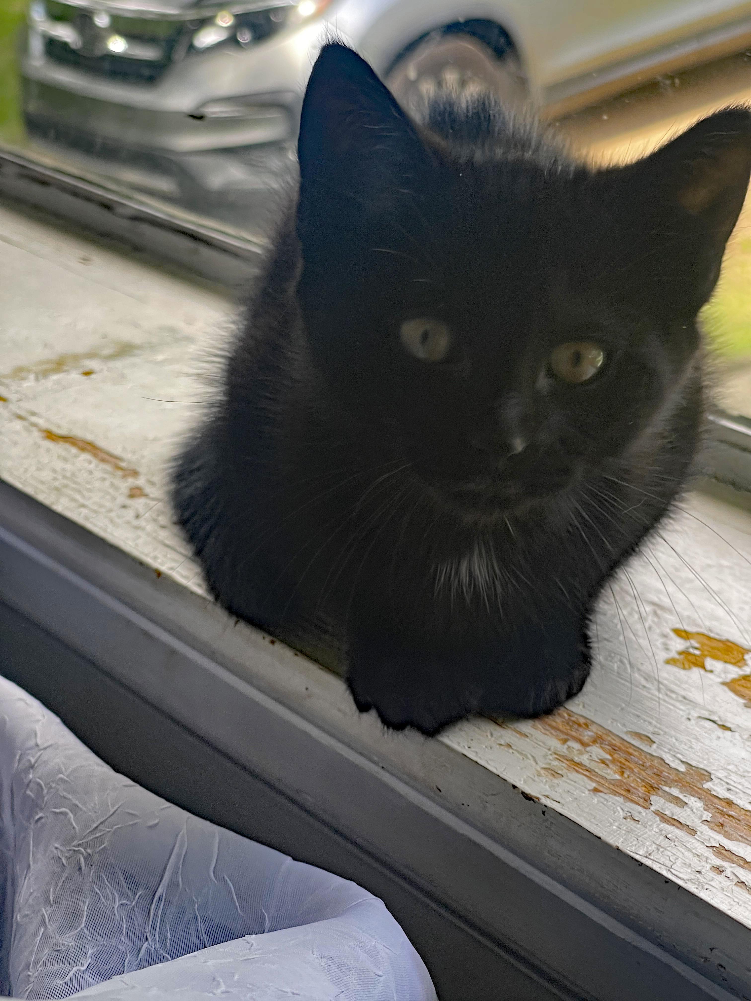 Jett (Community Assist), an adopted Domestic Short Hair in Marion, NC image 2/3