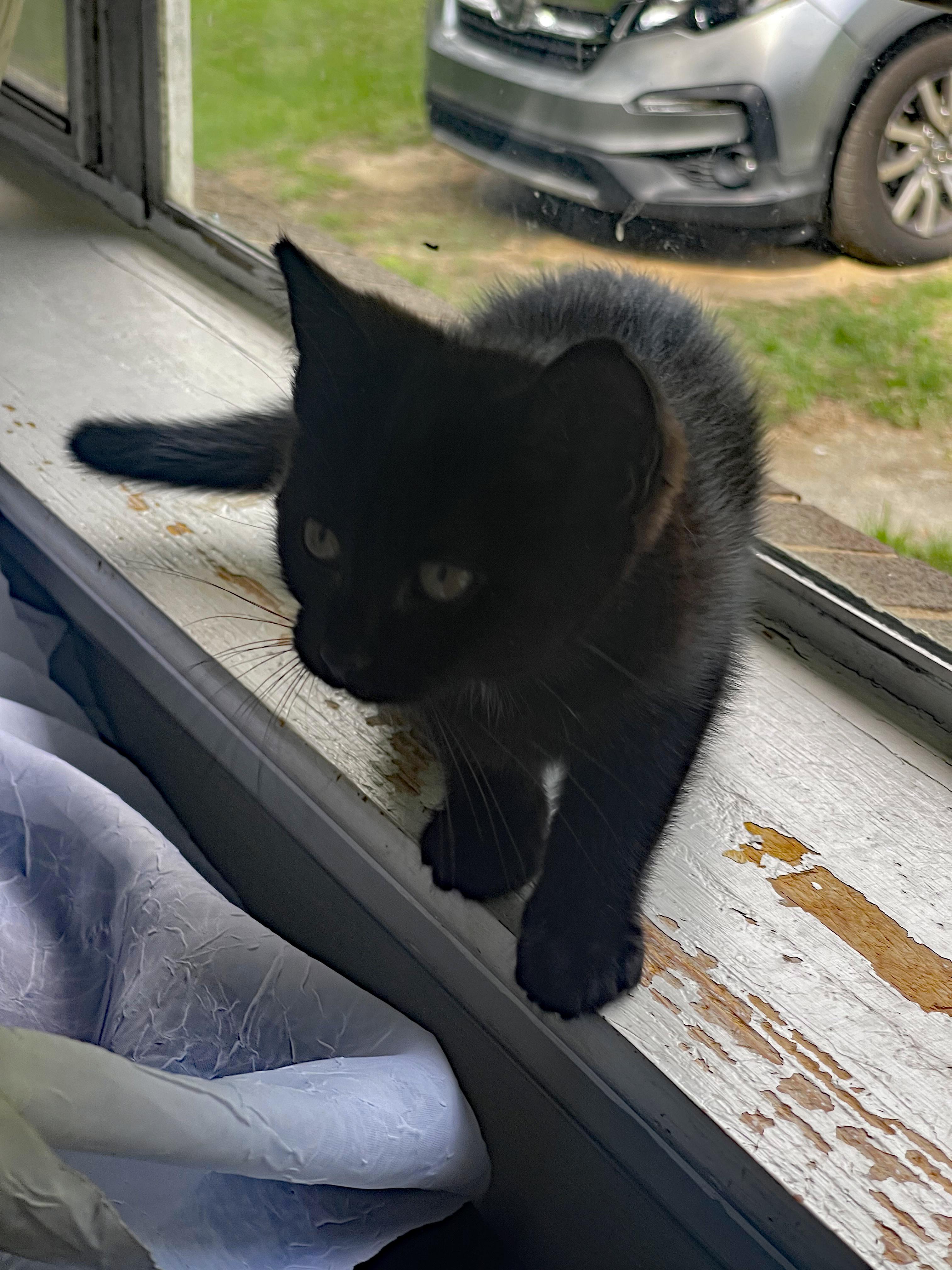 Jett (Community Assist), an adopted Domestic Short Hair in Marion, NC image 3/3