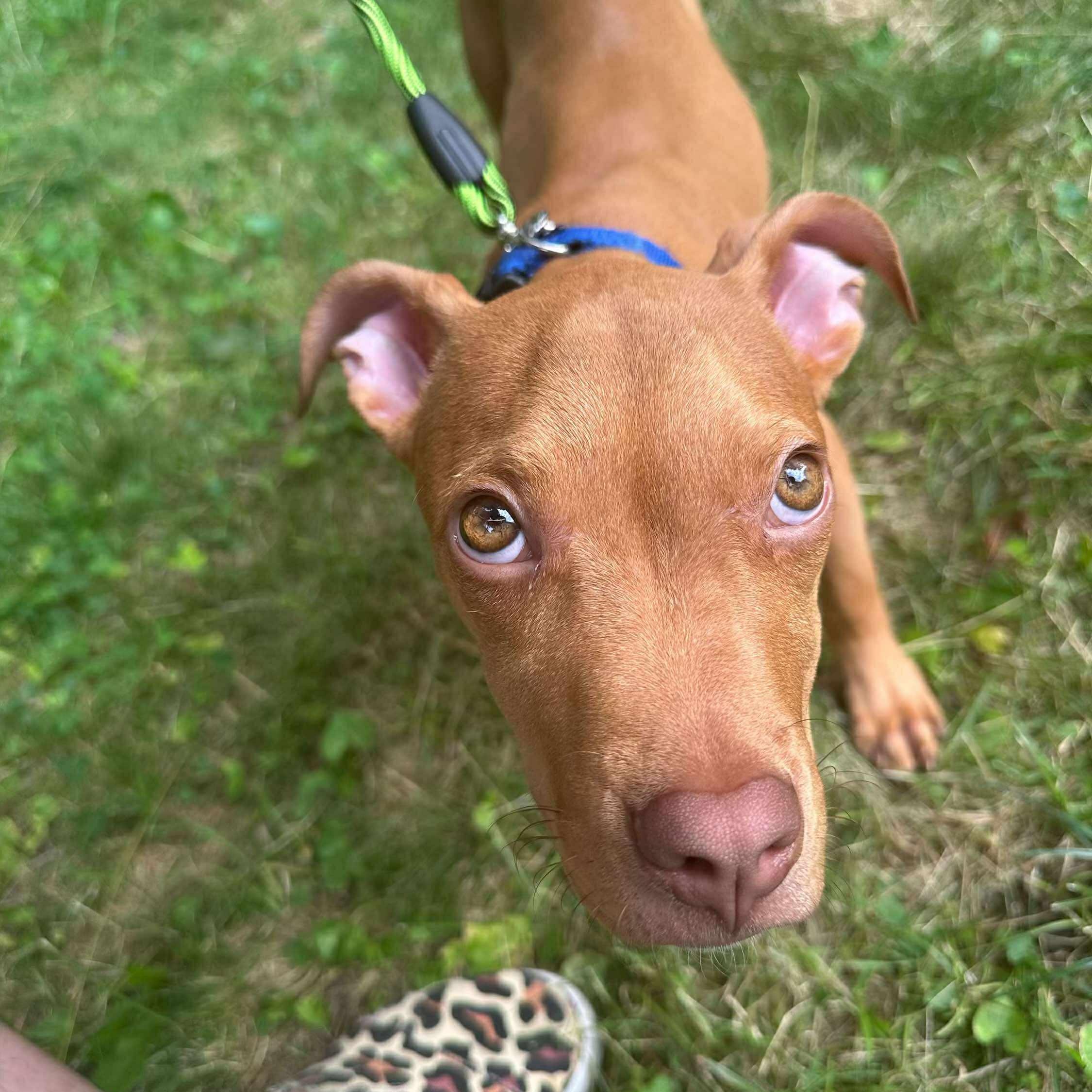 Honey