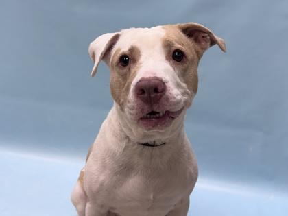 Lilly, Adoptable, Adult Female Pit Bull Terrier & Mixed Breed.