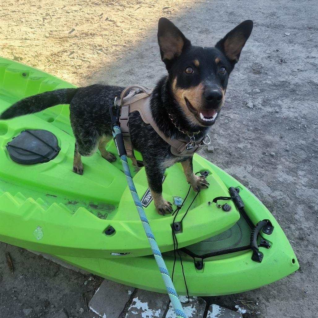 Enlarge Yogi, a Adoptable Australian Cattle Dog / Blue Heeler in Yuma, AZ image 1/2