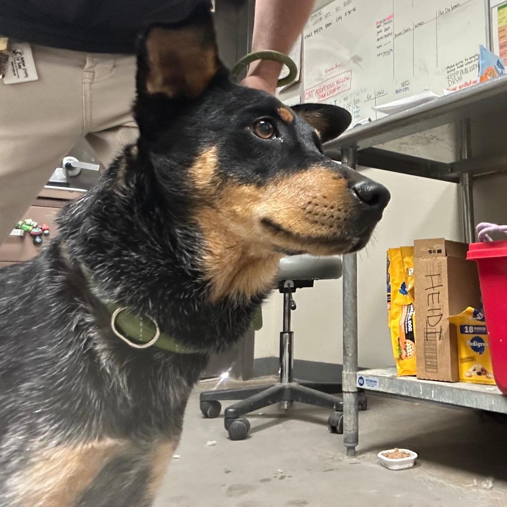 Enlarge Yogi, a Adoptable Australian Cattle Dog / Blue Heeler in Yuma, AZ image 2/2