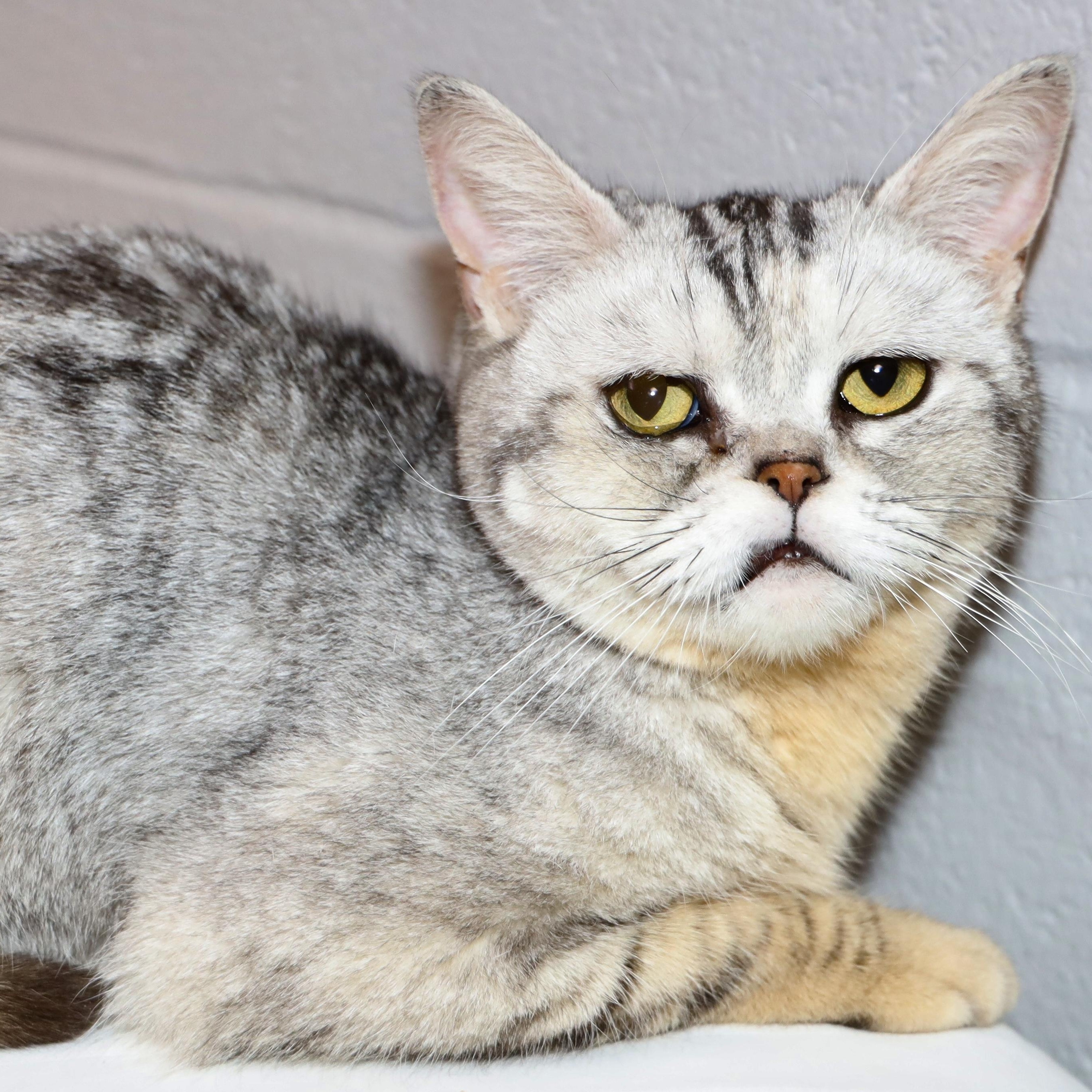 Madison, a ADOPTABLE American Shorthair in Allegan, MI image 2/5