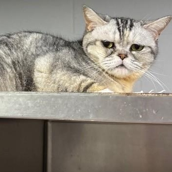 Madison, a ADOPTABLE American Shorthair in Allegan, MI image 5/5