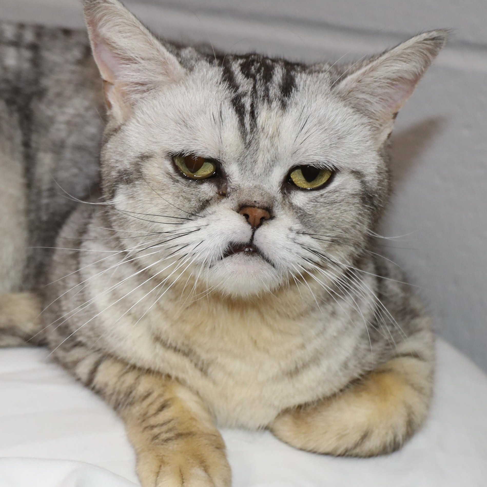 Madison, a ADOPTABLE American Shorthair in Allegan, MI image 3/5
