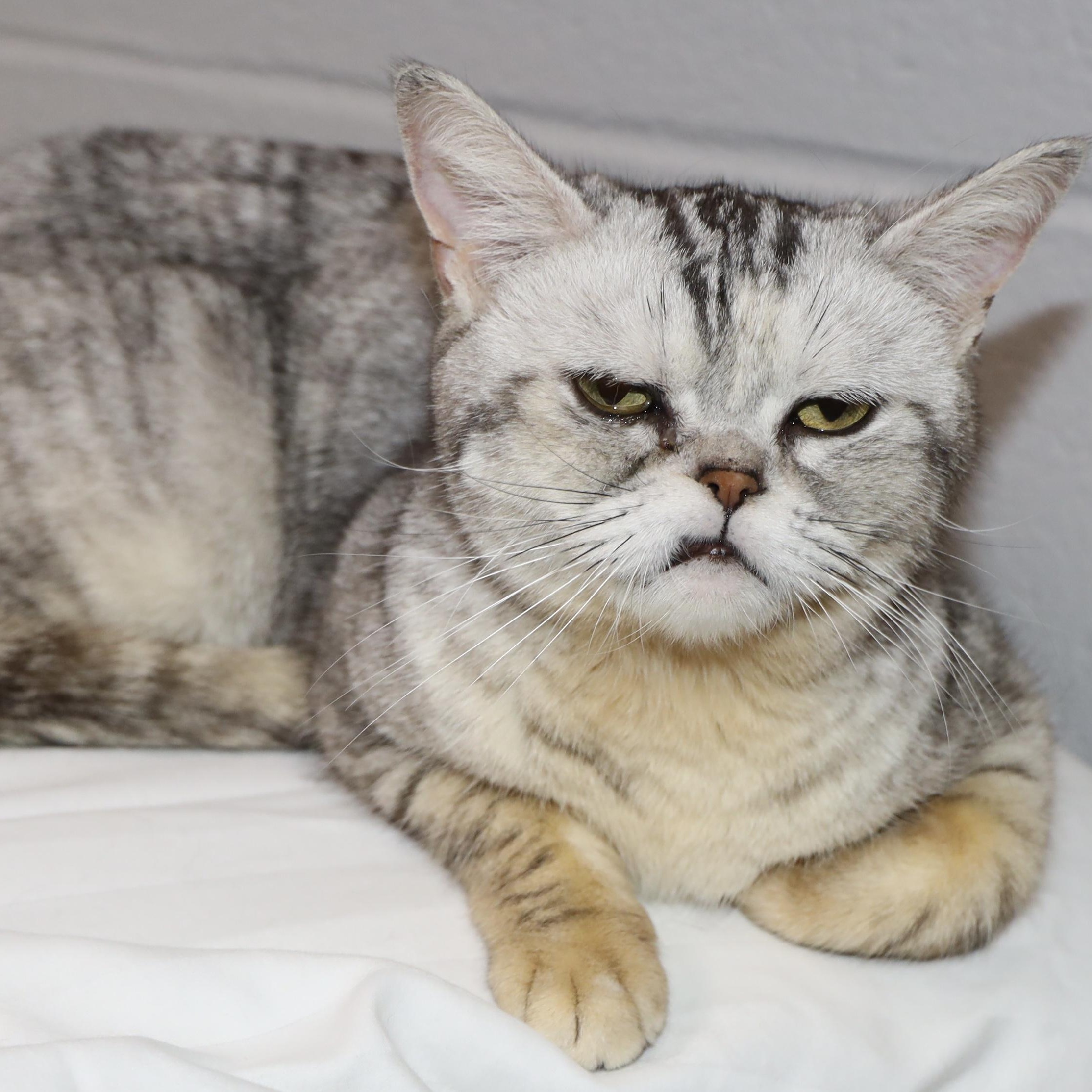 Madison, a ADOPTABLE American Shorthair in Allegan, MI image 4/5