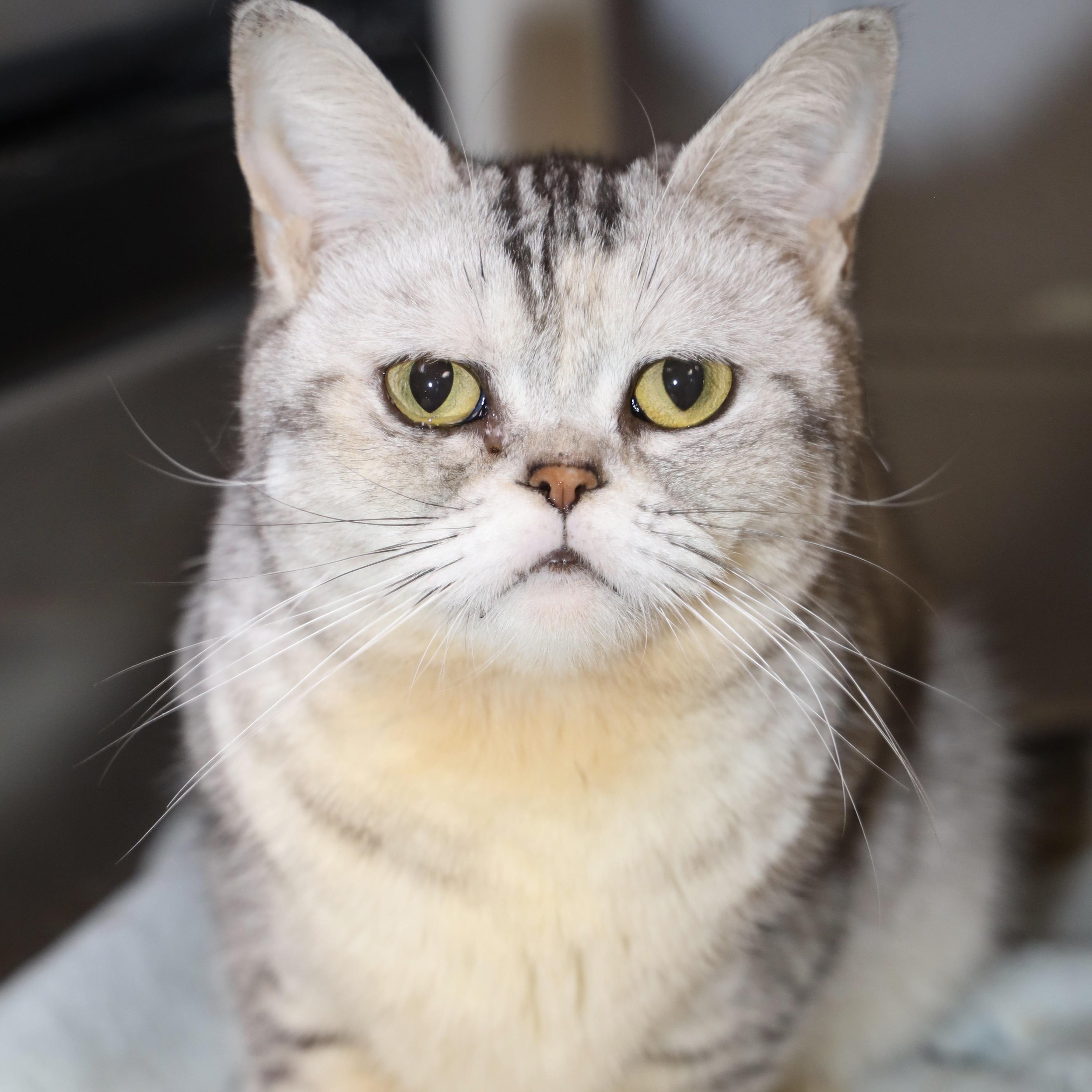 Madison, a ADOPTABLE American Shorthair in Allegan, MI image 1/5