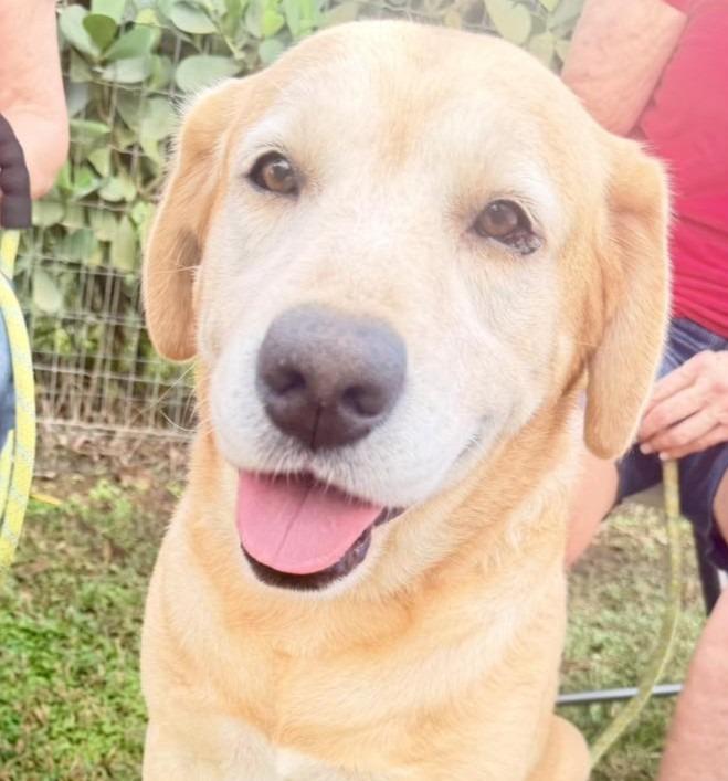 Enlarge HUNTER, a Adoptable Yellow Labrador Retriever in Palm City, FL image 2/4