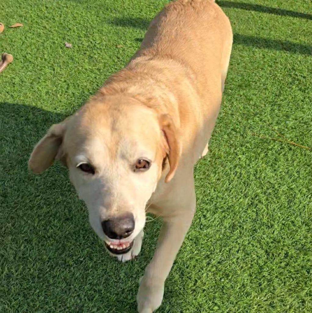 Enlarge HUNTER, a Adoptable Yellow Labrador Retriever in Palm City, FL image 3/4